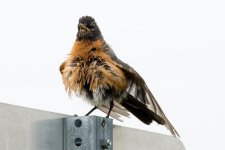 Robin-40.jpg