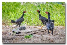 hens-talking.jpg