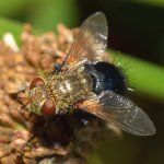 Fly.jpg