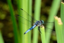 20th July 2015 005.JPG