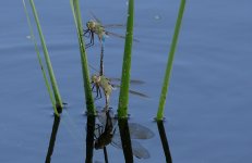 20th July 2015 026.JPG