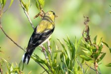 20th July 2015 008.JPG