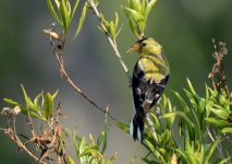 20th July 2015 011.JPG