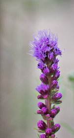 DSC_0402.jpg