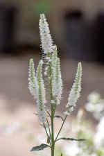 DSC_0416.jpg