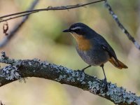 Cape-Robin-Chat---1-(RV_D3200_DSC_5121)_web.jpg