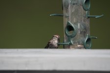 DSC_3198.JPG