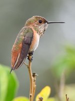 Hummer.jpg