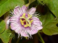 Passiflora.jpg