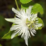 Passiflora3.jpg