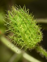 Passiflora2.jpg