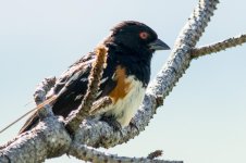 SpottedT-33.jpg