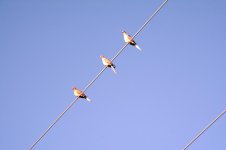 _DSC1757.jpg
