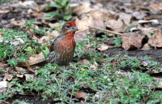 21th July 2015 006.JPG