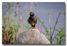 birds-park-ype-banbung (1).jpg