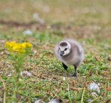 DSC_0474.jpg