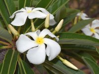 Euphorbia3.jpg