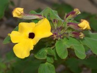 Euphorbia5.jpg