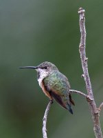Hummer2.jpg
