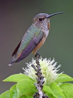 Hummer6.jpg