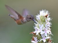 Hummer5.jpg