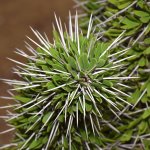 Euphorbia4.jpg