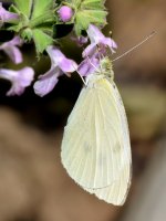 Butterfly.jpg