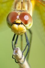 DFly-2.jpg