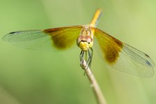 DFly-3.jpg