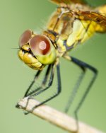 DFly-4.jpg