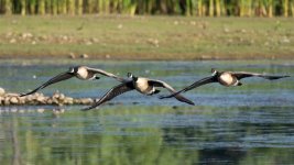 GooseFlight-3.jpg