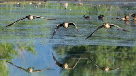 GooseFlight-4.jpg