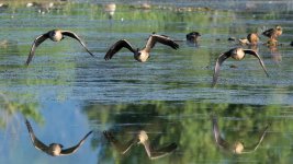 GooseFlight-5.jpg