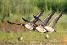 GooseFlight-2.jpg