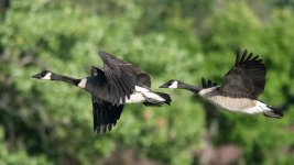 GooseFlight-1.jpg