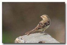 birds-power-line-ype-banbung (1).jpg