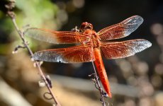 22nd July 2015 034.JPG