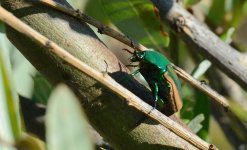 22nd July 2015 019.JPG