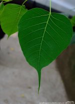 GSC_4955.jpg