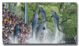 golphin-show-ype-banbung (2).jpg