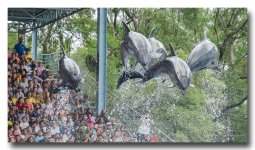 golphin-show-ype-banbung (6).jpg