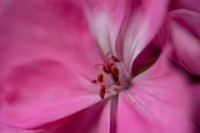 DSC_4184.jpg