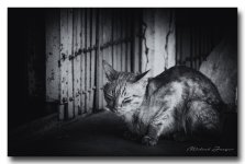 cat-bw-ype-banbung.jpg
