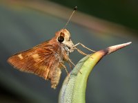 Skipper.jpg