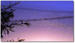 fly-ant-cr.jpg