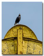 black-bird-ype-banbung (1).jpg