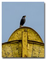 black-bird-ype-banbung (2).jpg