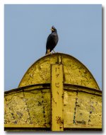 black-bird-ype-banbung (3).jpg