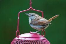 DSC_3460_DxO.jpg