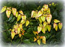 DSC_1159.jpg